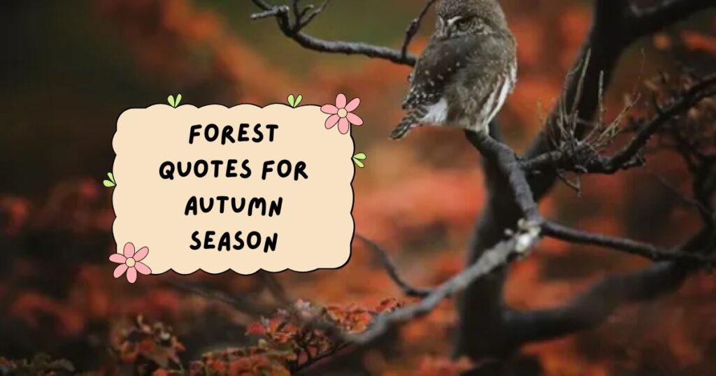 Cute Fall Quotes